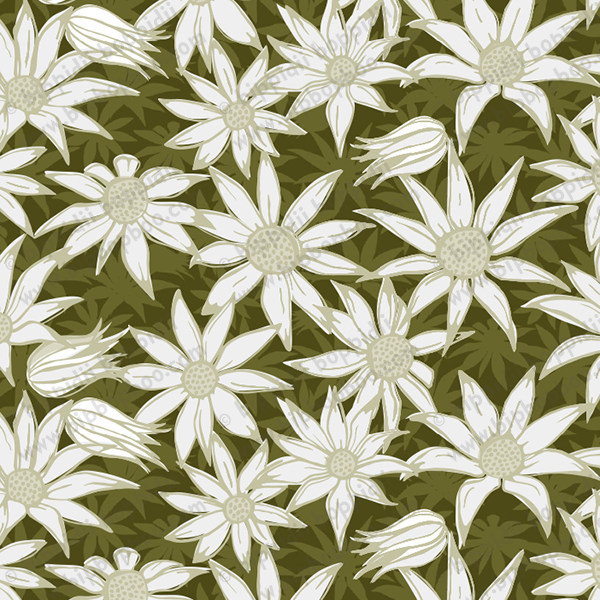 flannel flowers for maude